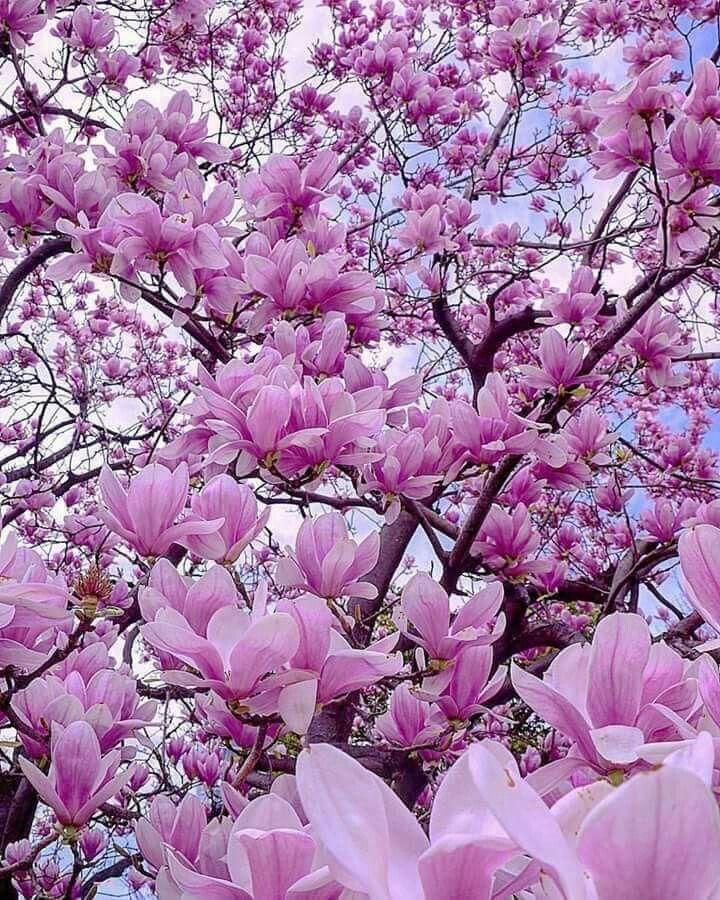 Celestial Harmony Blossom Array